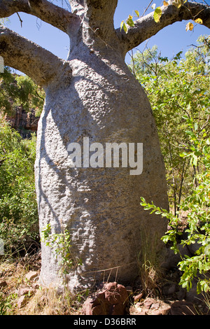 Boab tree, regione di Kimberley, zattera punto, Collier Bay, Australia occidentale. Foto Stock