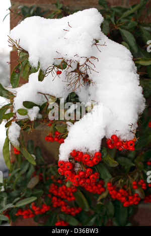 PYRACANTHA MOHAVE IN INVERNO. Foto Stock