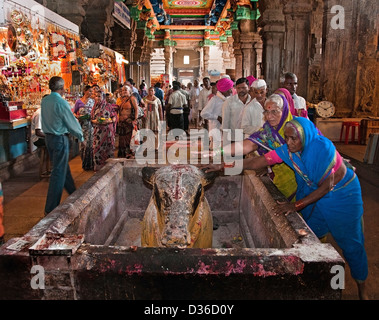 Vacca sacra Sri Meenakshi Amman tempio indù ( dedicato a Parvati - Meenakshi- Shiva- Sundareswarar ) Madurai India Foto Stock