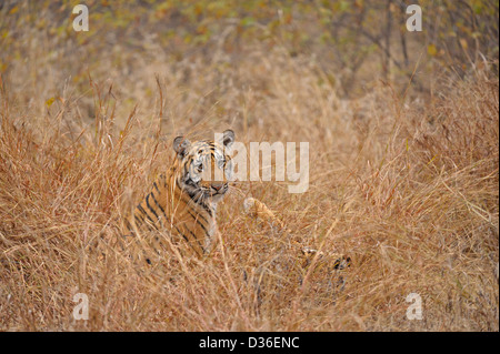 Cuccioli di tigre la riproduzione nelle praterie in Ranthambhore national park, India Foto Stock