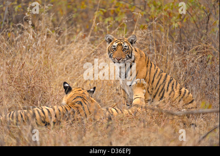 Cuccioli di tigre la riproduzione nelle praterie in Ranthambhore national park, India Foto Stock