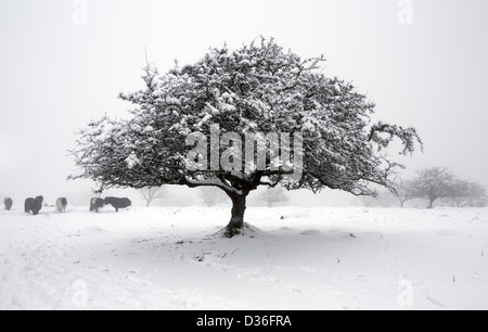 Piccola coperta di neve Albero di biancospino nella nebbia sulla East Hill, Parco Nazionale di Dartmoor Devon UK Foto Stock