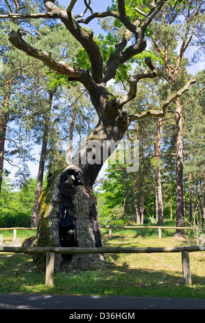 Bosdorf Oak at Baruther Glashuette paese-museo, Baruth Mark, Teltow-Flaeming district, Brandeburgo, Germania, Europa Foto Stock