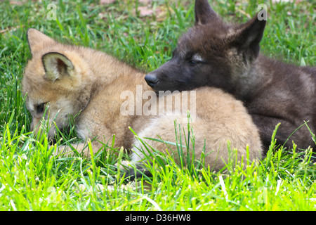 Nero e marrone chiaro i cuccioli lupo dormire su ciascun altro Foto Stock