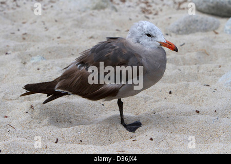 Heermann il gabbiano (Larus heermanni) adulto, non di allevamento, appoggiato su di una spiaggia lungo 17Mile Drive, Monterey, California, Stati Uniti d'America in luglio Foto Stock