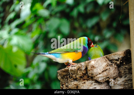 Gouldian Finch nome latino Erythrura gouldiae Foto Stock