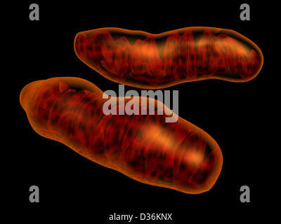 3d reso mitocondri isolati su nero. Mitocondri è intracellulare organel responsabile per la trasformazione di energia Foto Stock