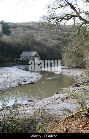 Vento-in-the-Salici territorio fiume Fowey Cornwall tra Il Lerryn e St vagli Foto Stock