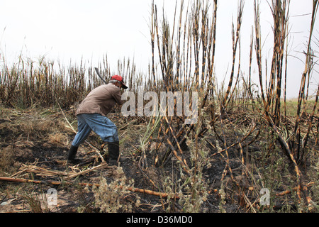 La canna da zucchero essendo raccolti in Nakorn Ratchasima provincia, Thailandia. Foto Stock