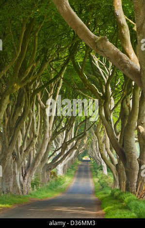 Faggeta strada fiancheggiata da alberi o Dark Hedges un luogo utilizzato nel gioco del Trono di Spade Stanocum Ballymoney County Antrim Irlanda del Nord UK GB Europe Foto Stock