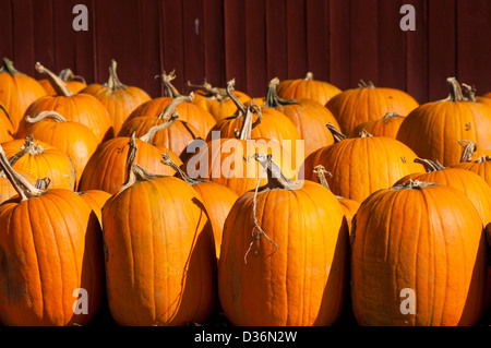 Tipica del New England di scena appena preso zucche Vermont Stati Uniti d'America Foto Stock