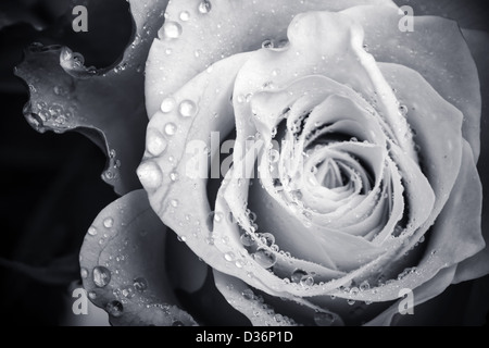 Wet White Rose fiore monocromatico close-up foto con profondità di campo Foto Stock