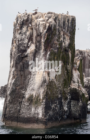 Mare con stack di nidificazione di uccelli marini nel farne Islands, Northumberland Foto Stock