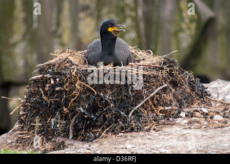 La nidificazione di cormorani su una scogliera, farne Islands, Northumberland Foto Stock