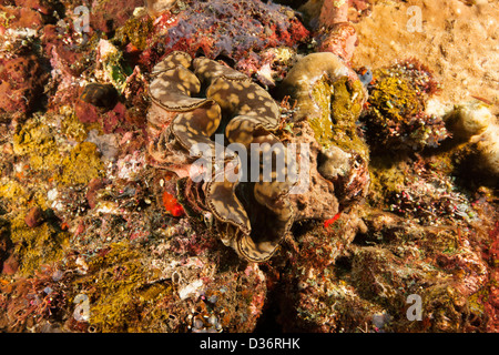 Vongola gigante (Tridacna gigas) su un tropical Coral reef in Bali, Indonesia. Foto Stock