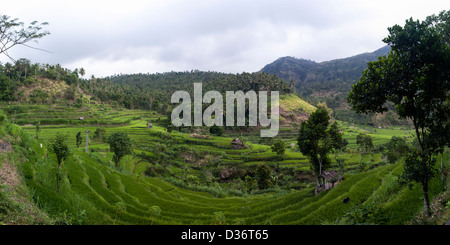 Una vista panoramica di una bella risaie circondata da colline a est Collina Paese di Bali, Indonesia. Foto Stock