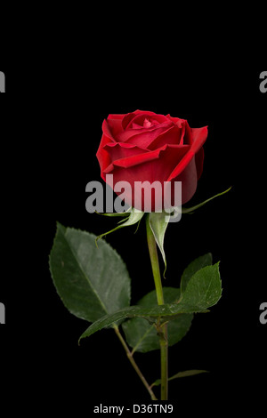 Single red rose sparato contro un sfondo nero Foto Stock