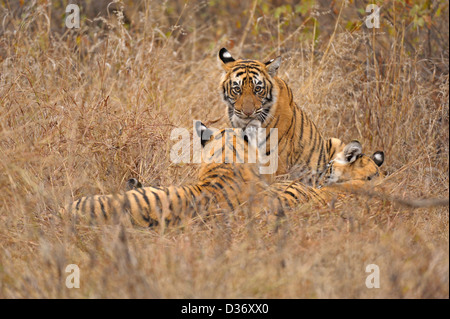 Cuccioli di tigre la riproduzione nelle praterie in Ranthambhore national park, India Foto Stock