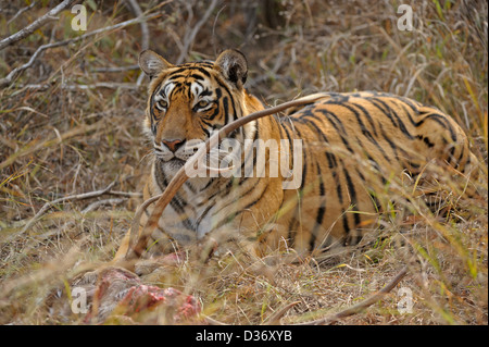 Tiger su un cervo uccidere nelle praterie in Ranthambhore national park, India Foto Stock