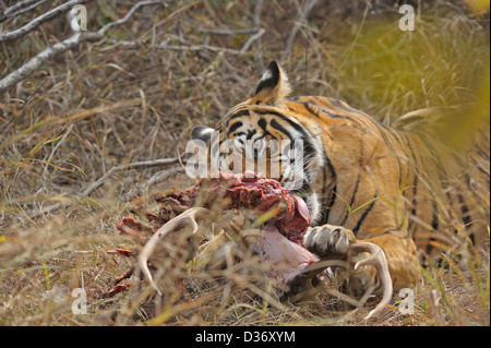 Tiger su un cervo uccidere nelle praterie in Ranthambhore national park, India Foto Stock