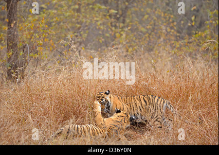 Cuccioli di tigre la riproduzione nelle praterie in Ranthambhore national park, India Foto Stock