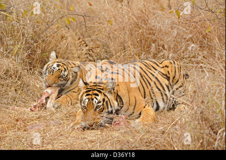 Tiger famiglia - madre e lupetti - su un cervo uccidere nelle praterie in Ranthambhore national park, India Foto Stock