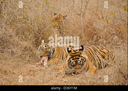 Tiger famiglia - madre e lupetti - su un cervo uccidere nelle praterie in Ranthambhore national park, India Foto Stock