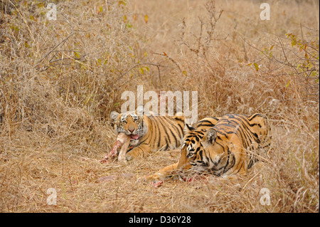 Tiger famiglia - madre e lupetti - su un cervo uccidere nelle praterie in Ranthambhore national park, India Foto Stock