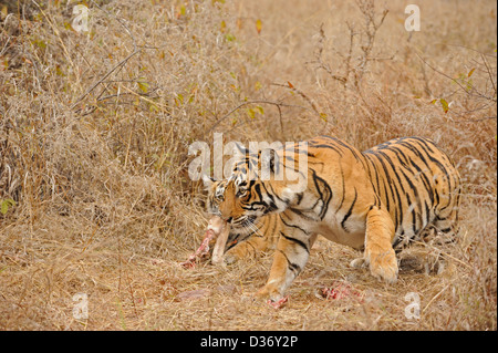 Tiger famiglia - madre e lupetti - su un cervo uccidere nelle praterie in Ranthambhore national park, India Foto Stock