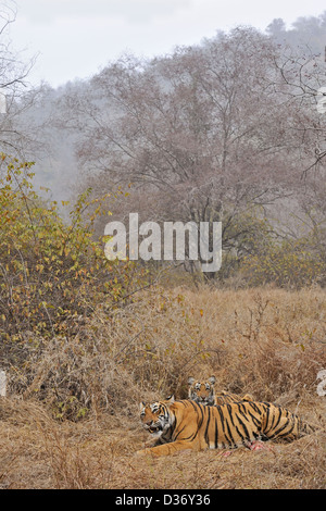 Tiger famiglia - madre e lupetti - su un cervo uccidere nelle praterie in Ranthambhore national park, India Foto Stock