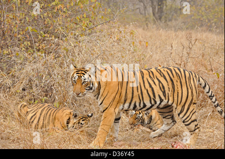 Tiger famiglia - madre e lupetti - su un cervo uccidere nelle praterie in Ranthambhore national park, India Foto Stock