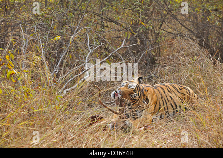 Tiger su un cervo uccidere nelle praterie in Ranthambhore national park, India Foto Stock