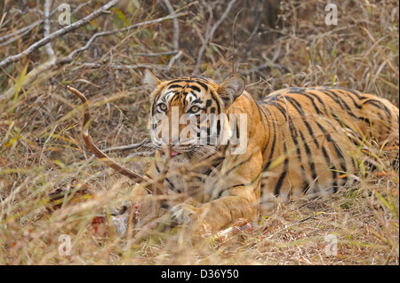 Tiger su un cervo uccidere nelle praterie in Ranthambhore national park, India Foto Stock