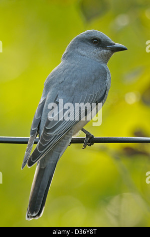 Verditer flycatcher (Eumyias thalassinus) arroccato su di un filo in Ranthambhore Foto Stock