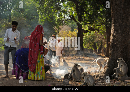 Pellegrini alimentazione scimmie langur vicino al fort nel parco nazionale di Ranthambore Foto Stock