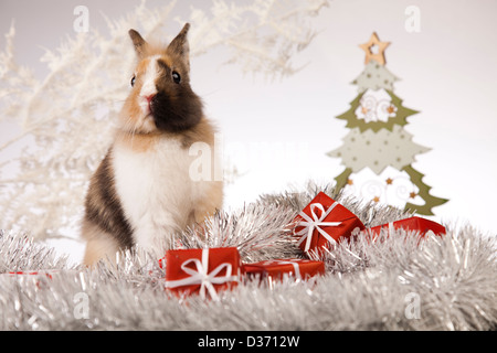 Coniglio, bunny natale Foto Stock