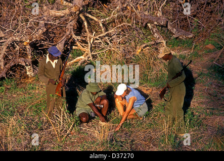 Kenneth Manyangadze, tracking Rinoceronte nero spoor, salvare Valley Wildlife Conservancy, villaggio di Mahenye, Zimbabwe Africa Foto Stock