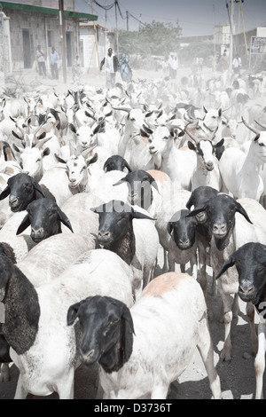 Caprini essendo azionato per il mercato del bestiame in Hergeisa, il Somaliland. Foto Stock