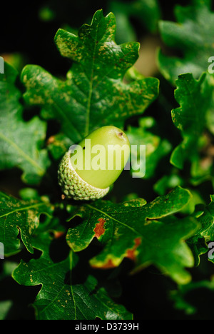 Un verde o acerbi acorn su un albero di quercia REGNO UNITO Foto Stock