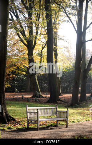 Un banco di legno in un bosco autunnale impostazione REGNO UNITO Foto Stock