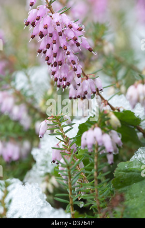 Erica Cinerea heather impianto su chalk suolo heath rosa pallido a fiori malva tra neve invernale Foto Stock