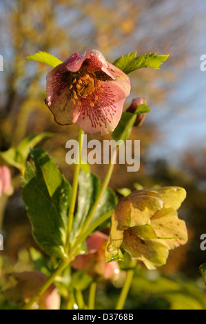 Helleborus orientalis o la rosa di Quaresima Foto Stock