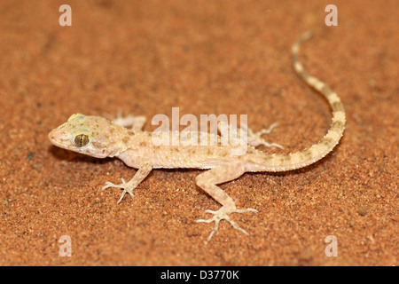 Rough-tailed Bowfoot Gecko scabrum Cyrtopodion Foto Stock