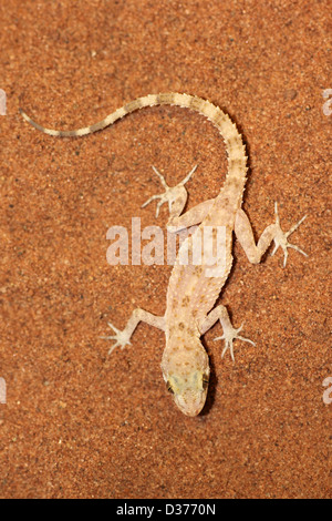 Rough-tailed Bowfoot Gecko scabrum Cyrtopodion Foto Stock