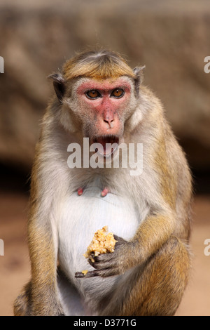 Toque Macaque Macaca sinica Foto Stock