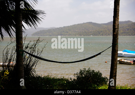 Amaca tra alberi , Dangar isola NSW Australia Foto Stock