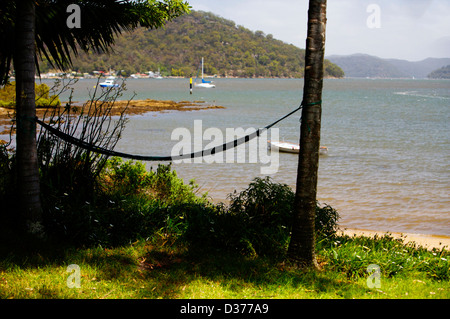 Amaca tra alberi , Dangar isola NSW Australia Foto Stock