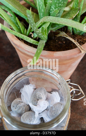 Infusa bustine di tè in un vasetto di vetro con vasi di Aloe Vera pianta al bar di Six Senses Zighy Bay, Oman Foto Stock