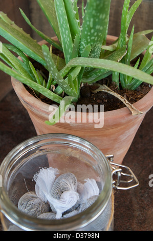 Infusa bustine di tè in un vasetto di vetro con vasi di Aloe Vera pianta al bar di Six Senses Zighy Bay, Oman Foto Stock