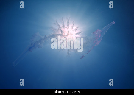 Medusa (Medusozoa sp.) sconosciuto alla scienza, Mar Nero, Crimea, Ucraina, Europa orientale Foto Stock